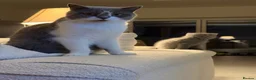 British Shorthair cats for sale: 2 x Colourpoint British Shorthair Kittens in Rayleigh - Advert 2