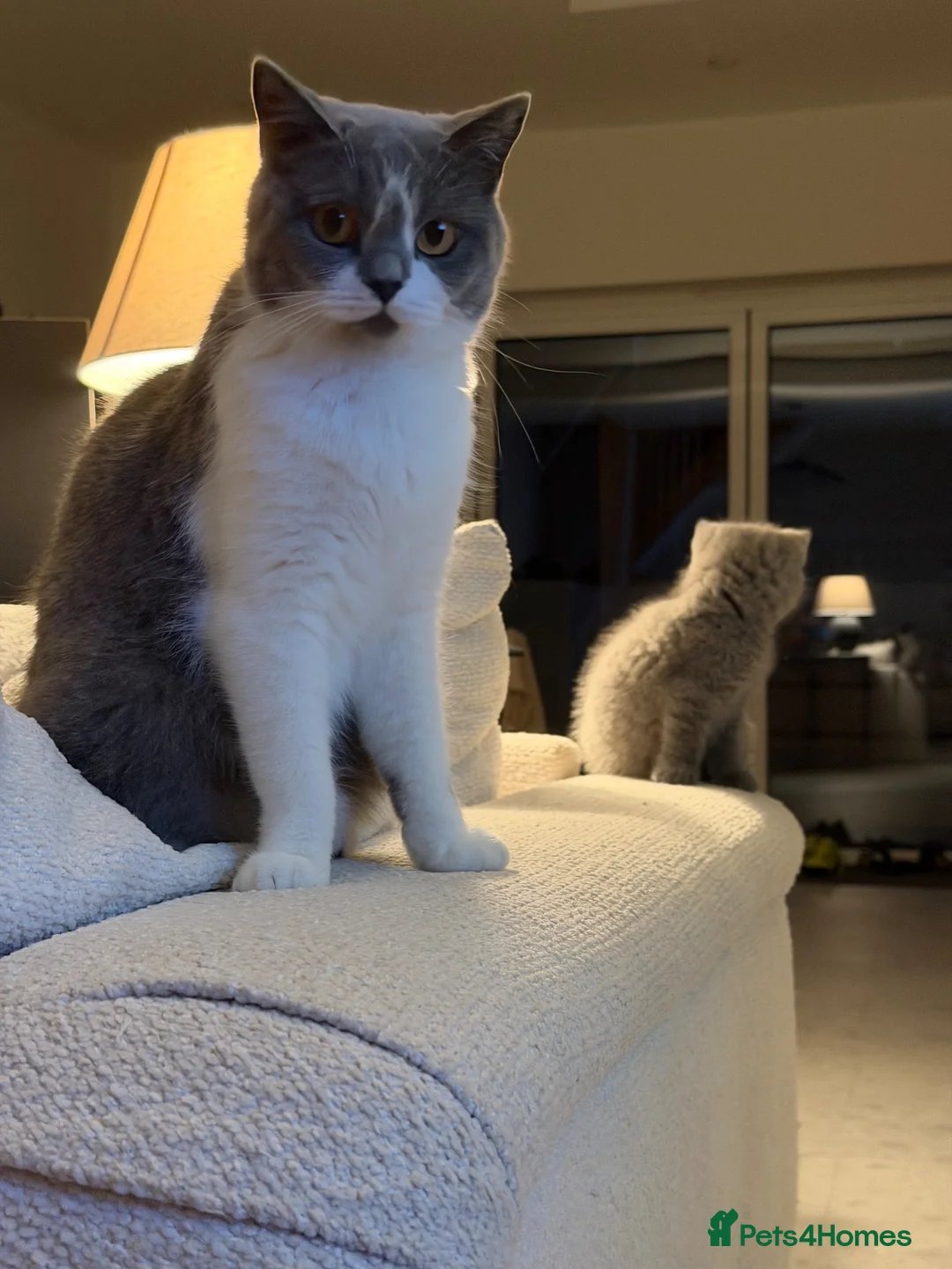 British Shorthair cats for sale: 2 x Colourpoint British Shorthair Kittens in Rayleigh - Advert 2