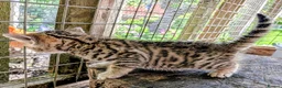 Mixed Breed cats for sale: Ready to leave... Gorgeous Bengal X Kittens - Advert 30