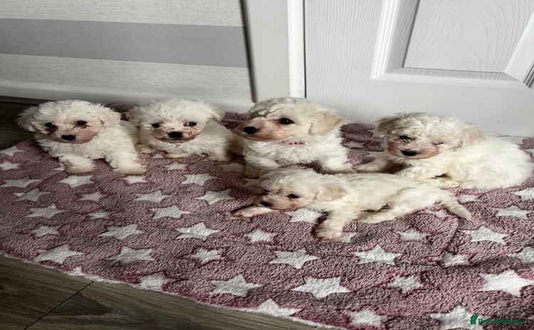 Bichon Frise dogs - Advert 1