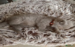 Brazilian Shorthair cats for sale: Beautiful blues Bristh short hair - Image 14