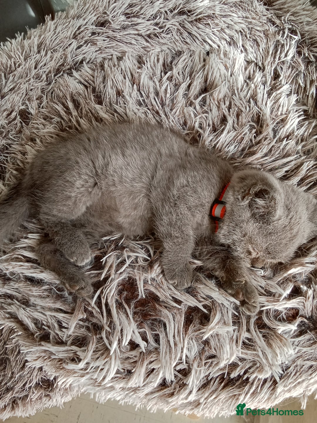 Brazilian Shorthair cats for sale: Beautiful blues Bristh short hair - Image 14