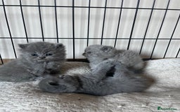 British Shorthair cats for sale: Silver Tipped British Shorthair (GCCF) in Stoke-on-Trent - Image 19