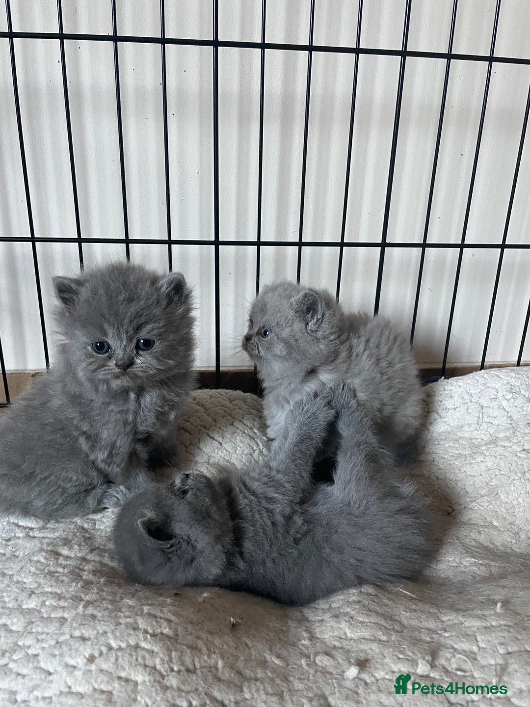 British Shorthair cats for sale: Silver Tipped British Shorthair (GCCF) in Stoke-on-Trent - Image 19