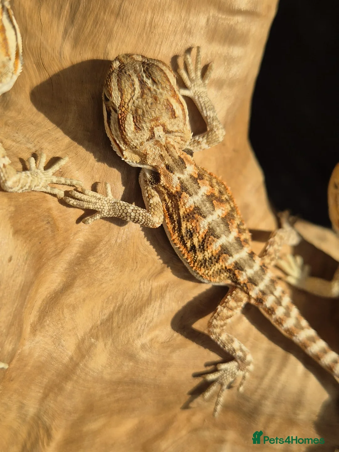Bearded Dragon reptiles for sale: Red monster x hypo bearded dragons - Advert 2