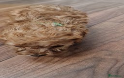 Cockapoo dogs for sale: Cockapoo - Image 14