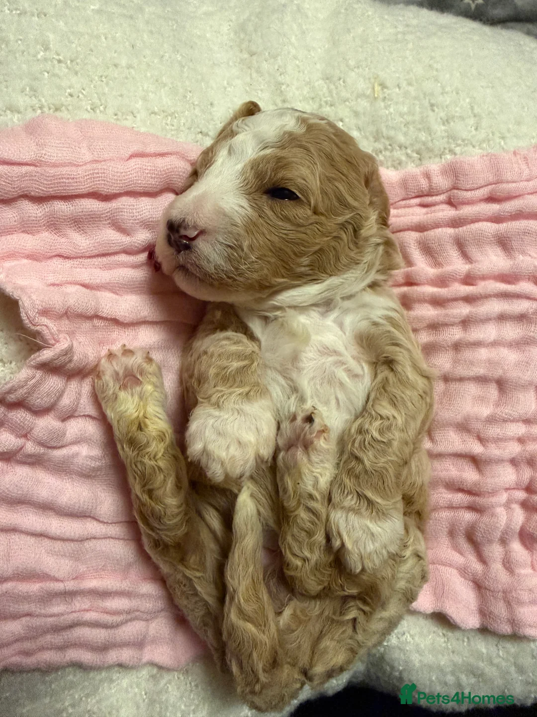 Labradoodle dogs for sale: Labradoodle  - Advert 33