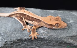 Gecko reptiles for sale: Crested geckos - Advert 5