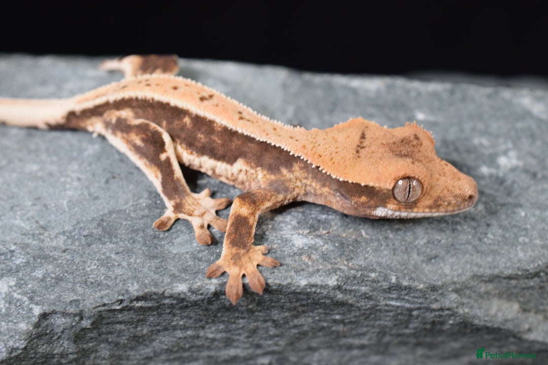 Gecko reptiles for sale: Crested geckos - Advert 5
