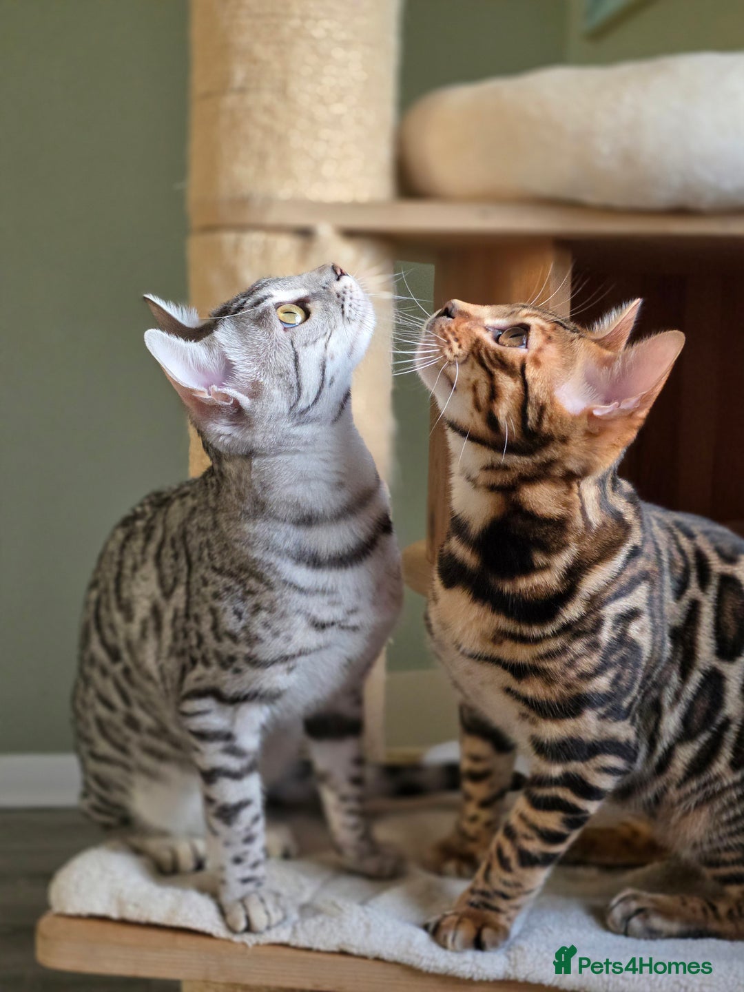 Bengal cats for sale: Brown Rosetted Bengal Prince  - Advert 16