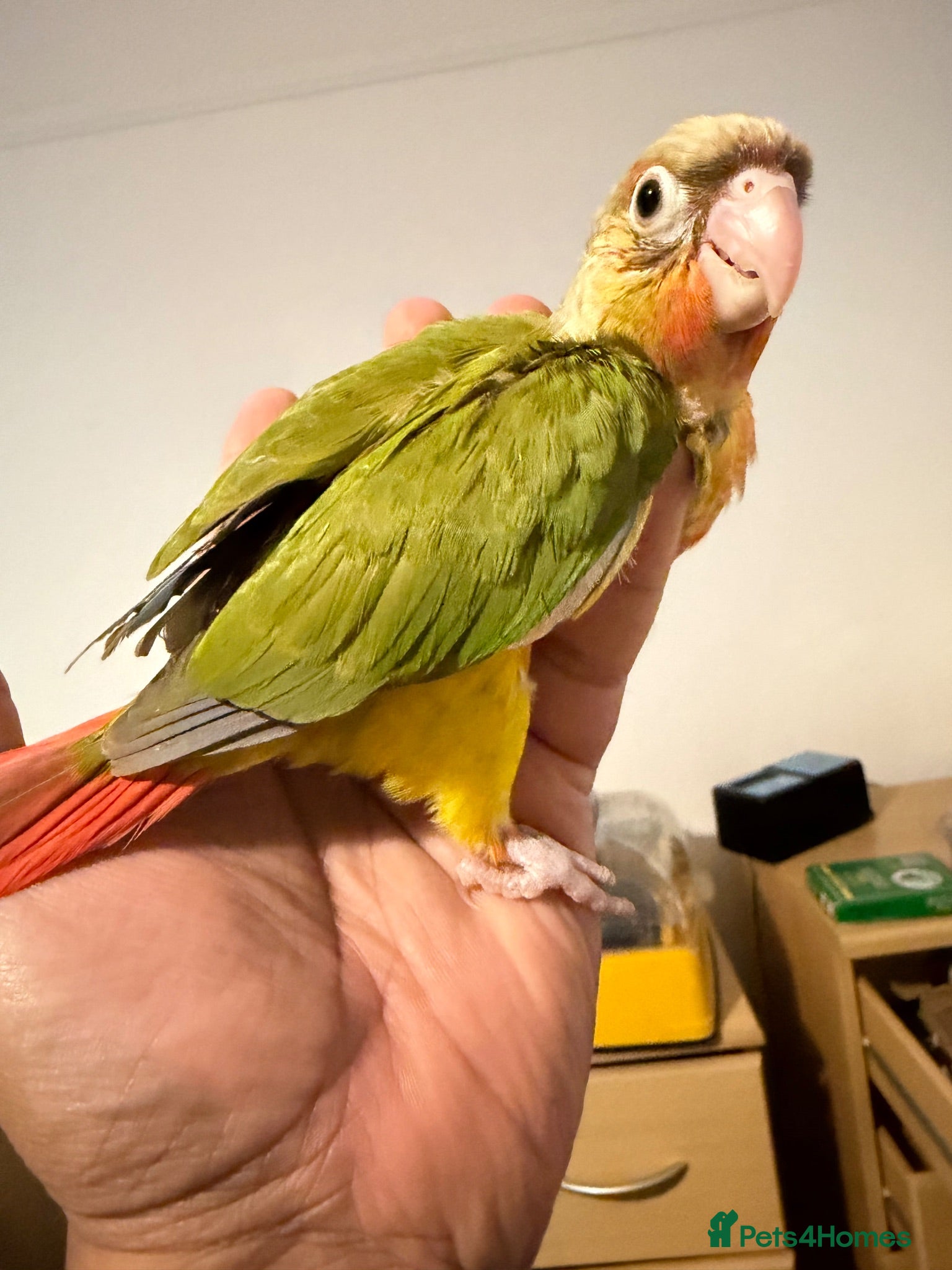 Conures birds Green check conures tamed - Advert 1