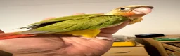 Conures birds for sale: Green check conures tamed - Advert 1