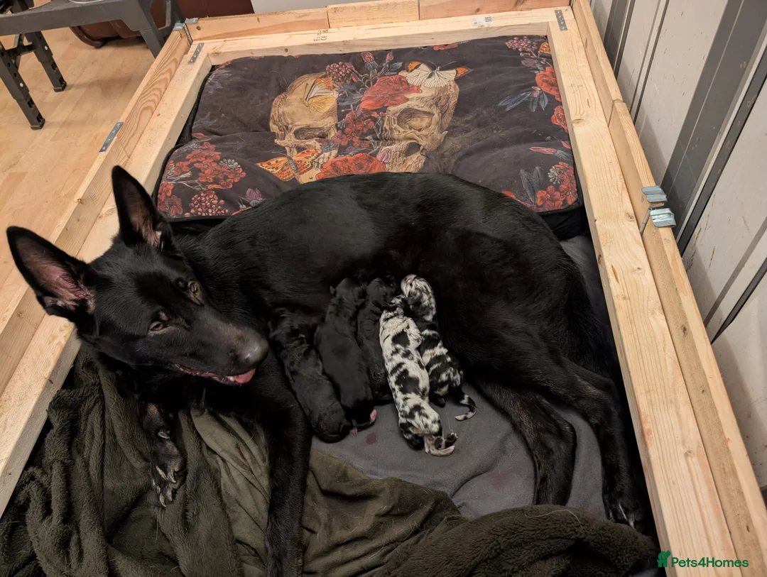 Mixed Breed dogs for sale: Shollie puppies  in Northampton - Advert 2