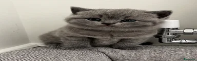 British Shorthair 2