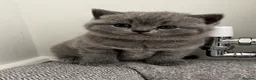 British Shorthair cats for sale: Beautiful BSH Kittens - Advert 5