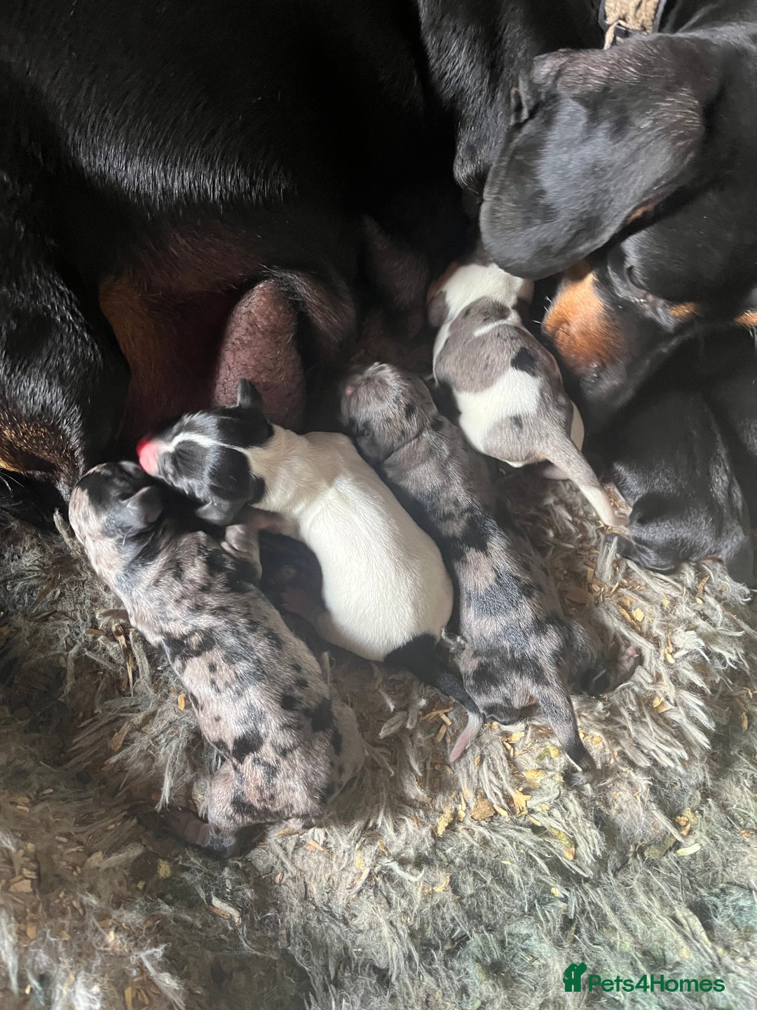 Dachshund dogs for sale: Beautiful dachshunds puppies  - Image 1