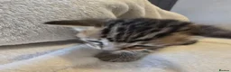 Mixed Breed cats for sale: Four adorable kittens looking for loving homes - Advert 3