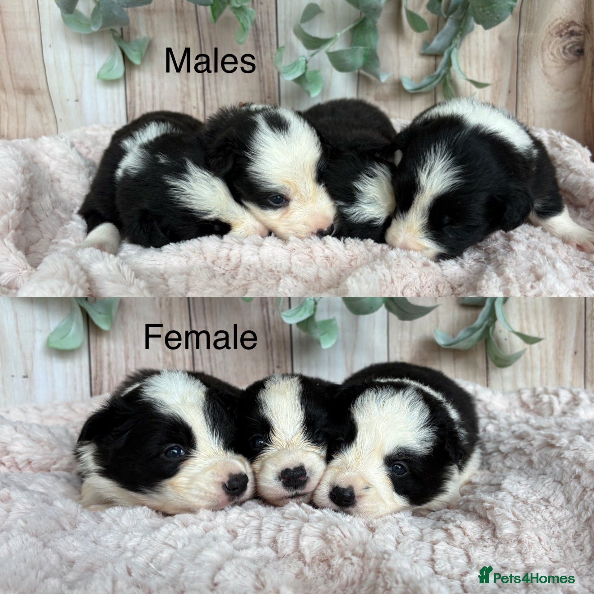 Border Collie dogs Gorgeous Seal & Black&White Border Collie Puppies  - Advert 1