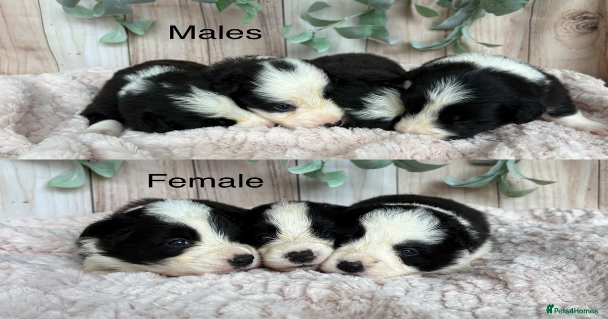 border-collie-border-collie-puppies-for-sale-pets4homes