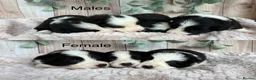 Border Collie dogs for sale: Gorgeous Seal & Black&White Border Collie Puppies  - Advert 1