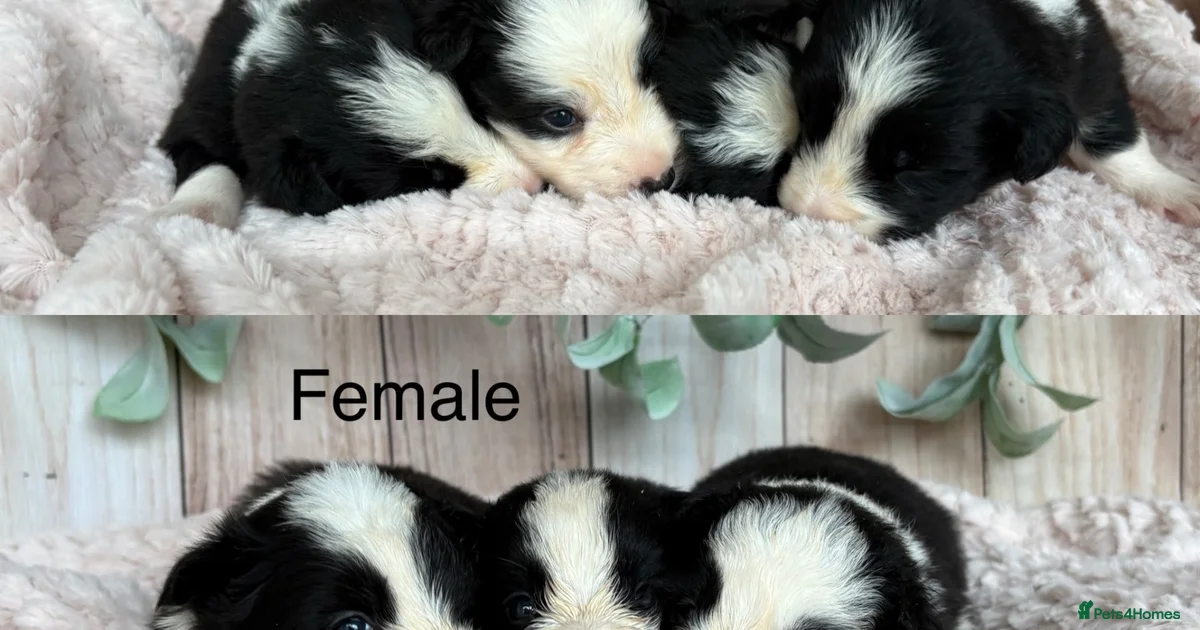 Border Collie Border Collie Puppies For Sale Pets4Homes border-collie-border-collie-puppies-for-sale-pets4homes