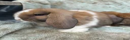 Mini Lop rabbits for sale: Mini lops - Advert 3