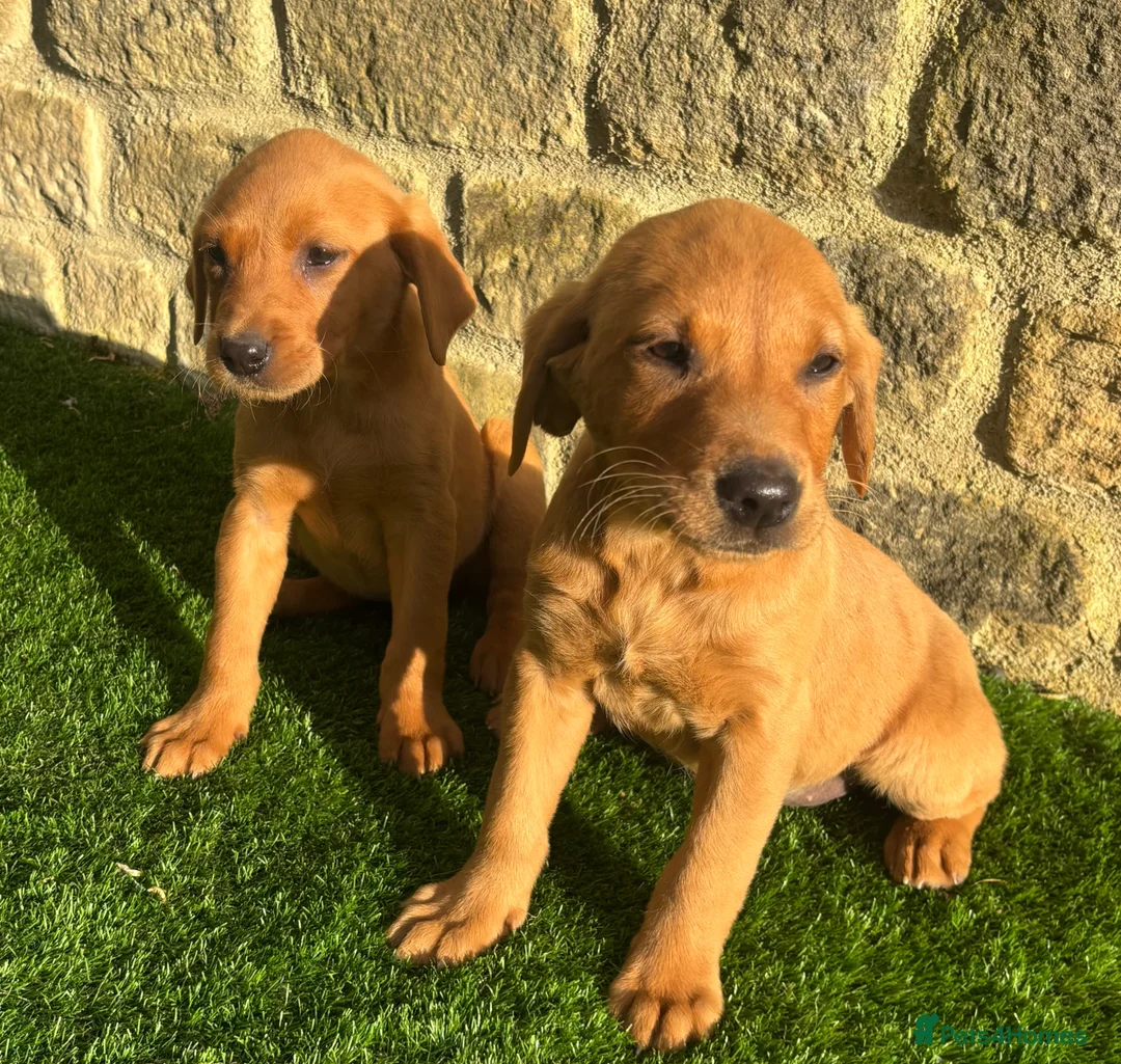 Labrador Retriever dogs for sale: **READY NOW** STUNNING RED LABRADOR PUPPYS - Advert 2