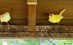 Canaries birds for sale: Canaries  - Image 2