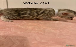 Bengal cats for sale: Pure Bengal Kittens Available  - Image 15