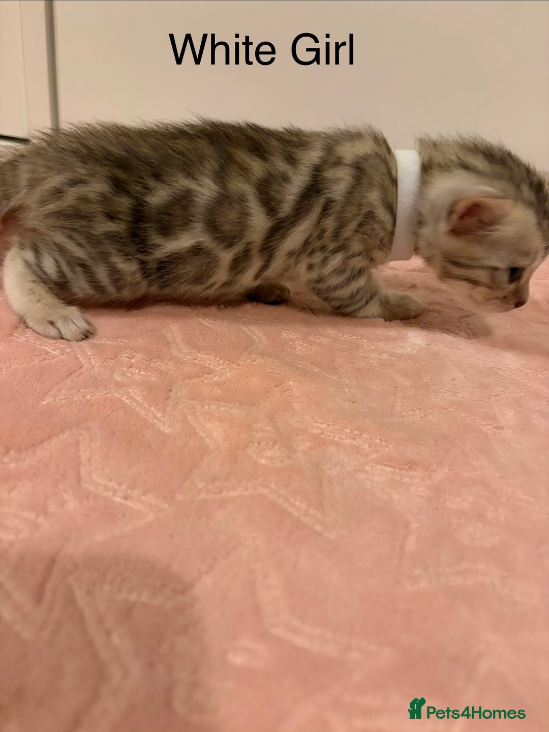 Bengal cats for sale: Pure Bengal Kittens Available  - Image 15