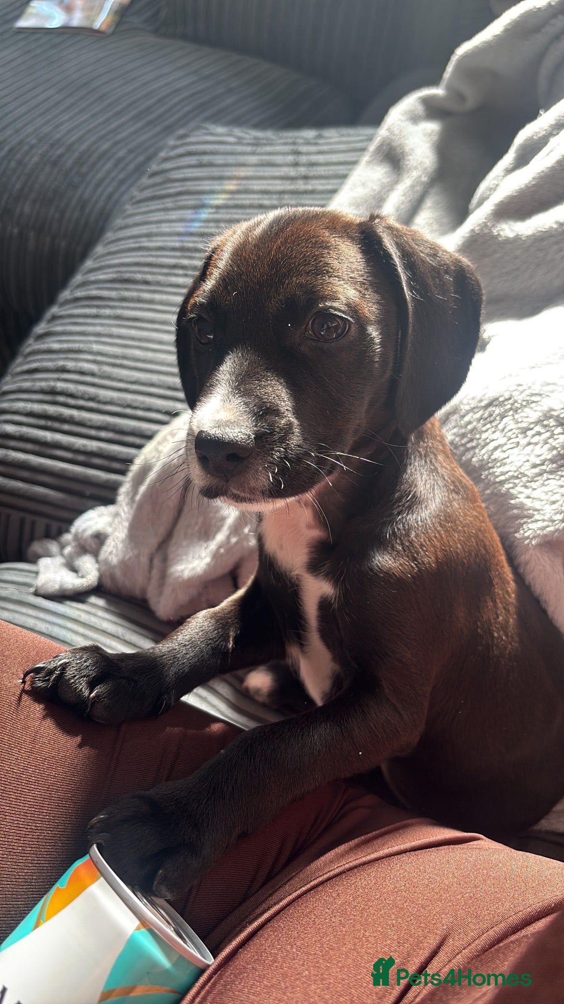 Mixed Breed dogs Luna sprocker x pattersdale terrier  - Advert 1