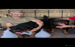 Rottweiler dogs for sale: Stunning KC registered Rottweiler pups  - Image 7