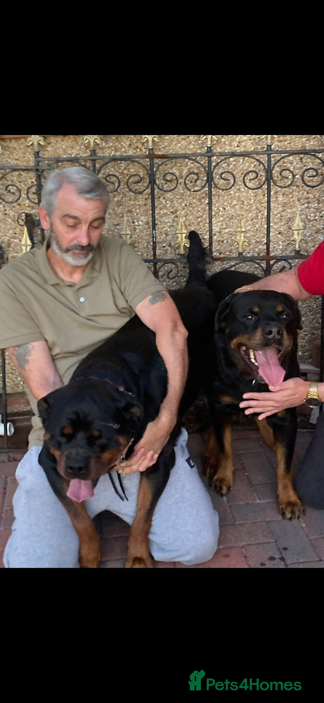 Rottweiler dogs for sale: Stunning KC registered Rottweiler pups  - Image 7