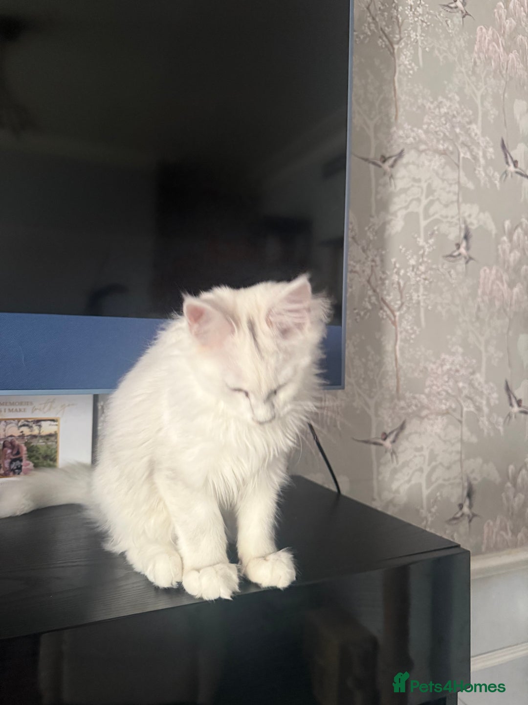 Maine Coon cats for sale: Purebred registered DNA clear Maine Coon Kitten - Advert 5