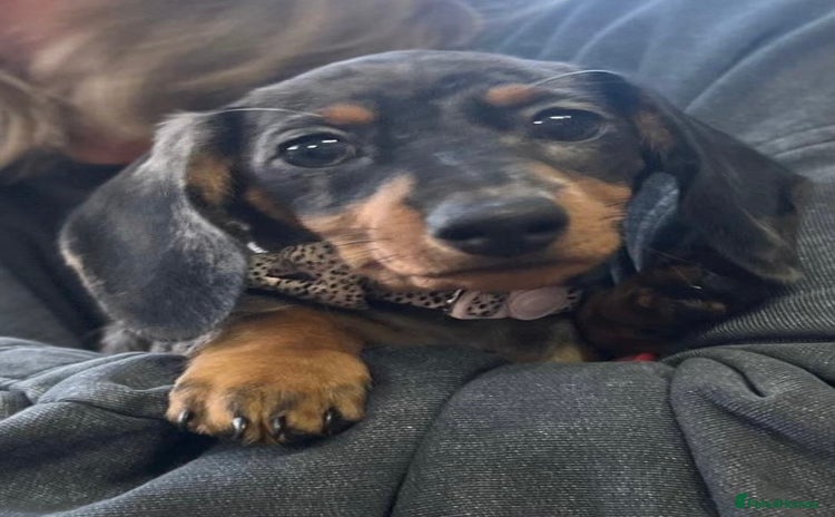 Miniature Dachshund dogs - Advert 7