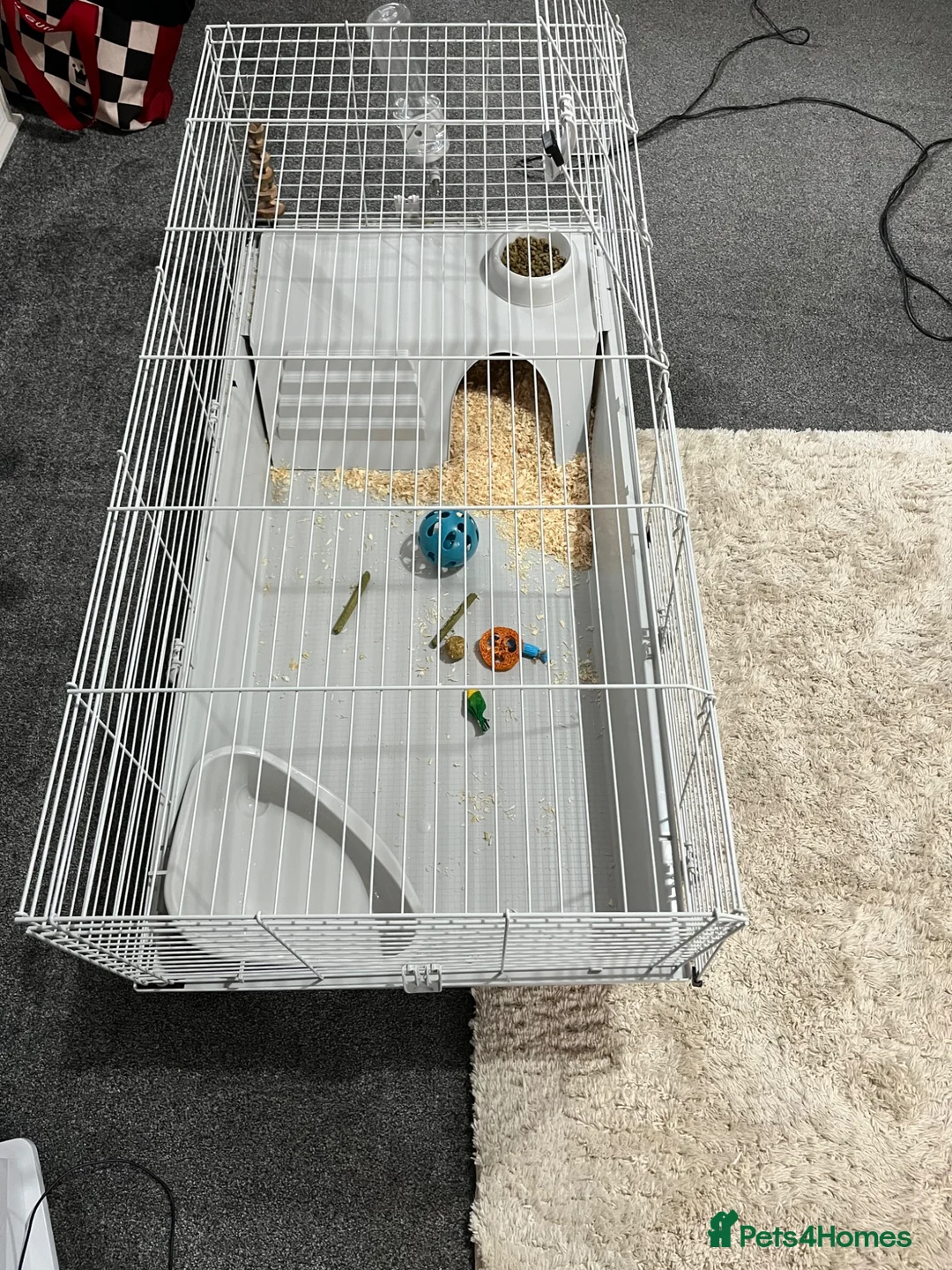 Mixed Breed rabbits for sale: Mixed breed rabbit for sale in Crewe - Advert 6