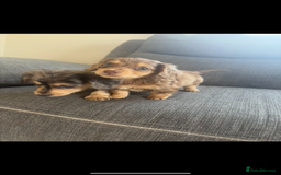 Dachshund dogs for sale: Dachshund  - Image 4