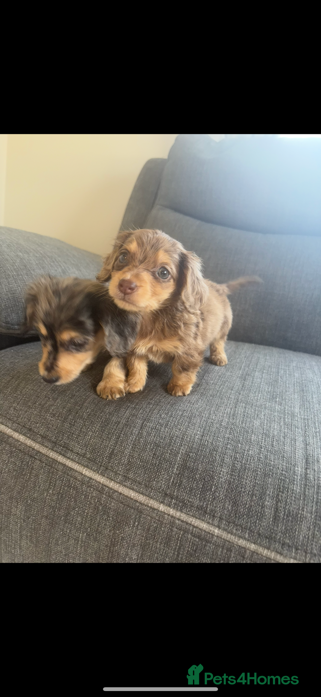 Dachshund dogs for sale: Dachshund  - Image 4