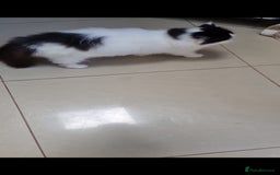 Persian cats for sale: Persian girls for sale  - Image 5