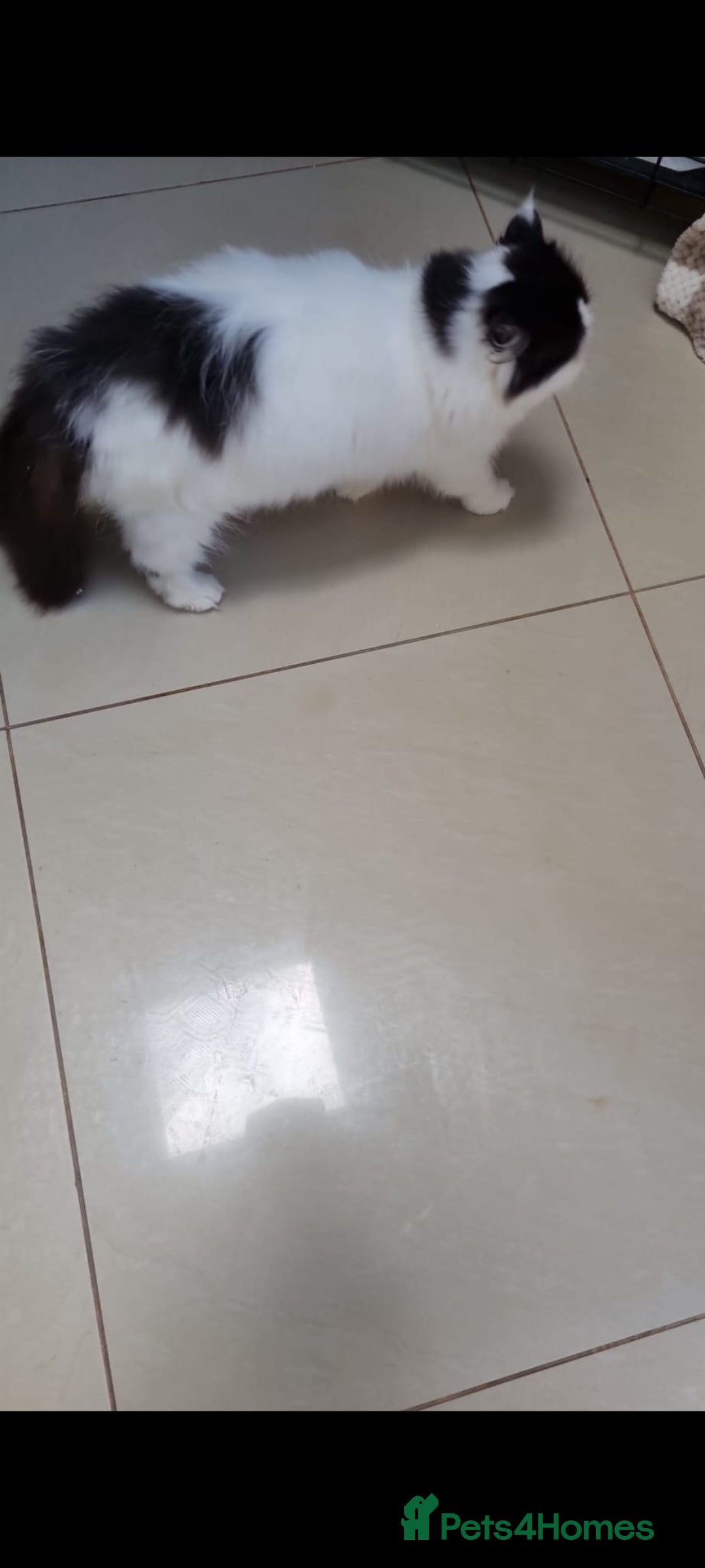 Persian cats for sale: Persian girls for sale  - Image 5