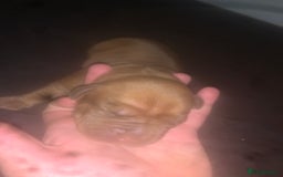 Dogue De Bordeaux dogs for sale: Beautiful dog de Bordeaux puppies full breads  - Image 14