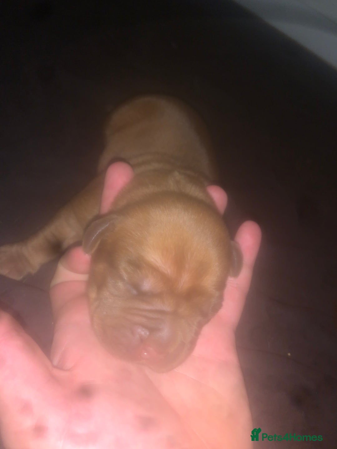 Dogue De Bordeaux dogs for sale: Beautiful dog de Bordeaux puppies full breads  - Image 14