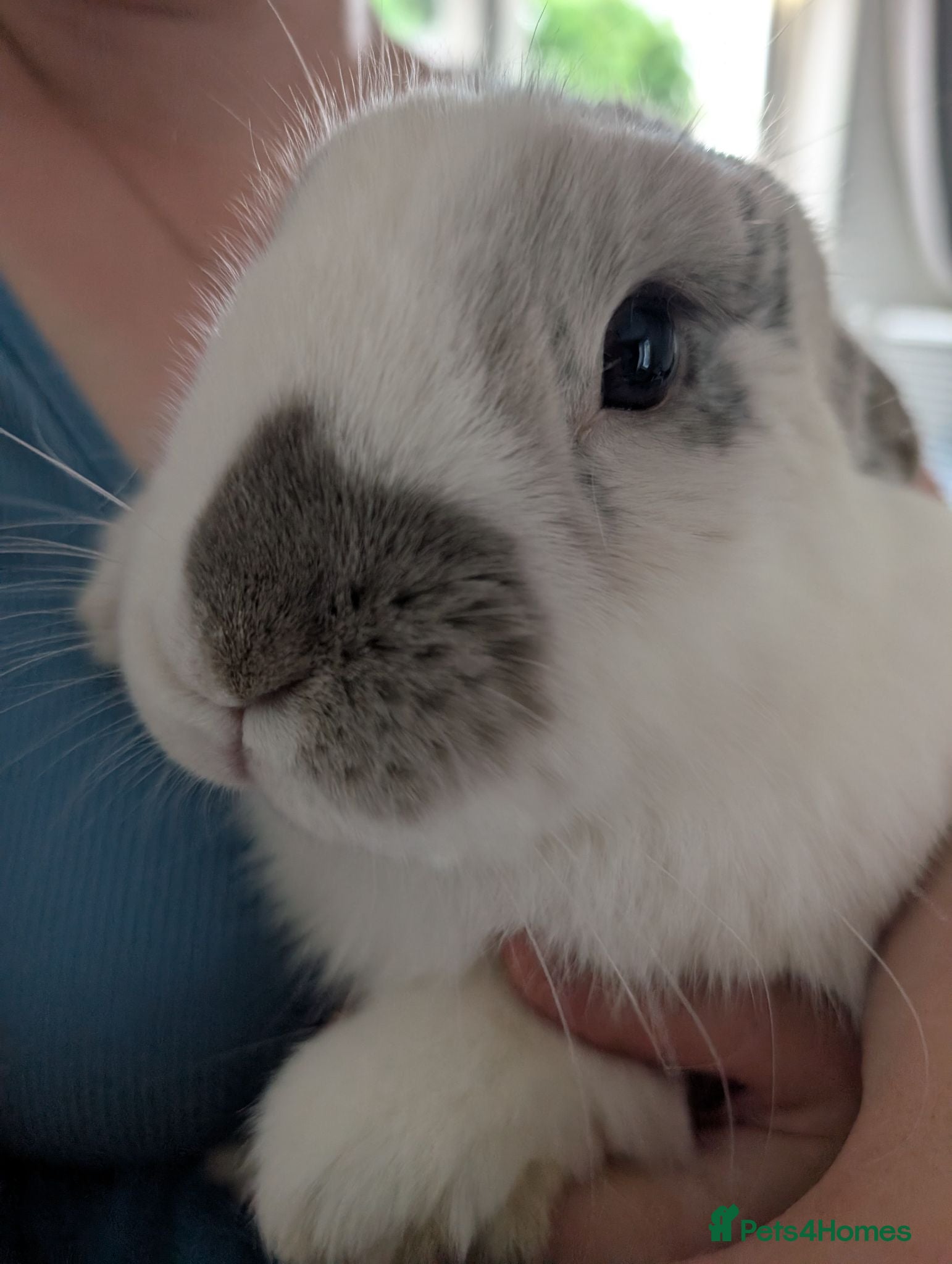 Mixed Breed rabbits Aries - free to a loving home  - Advert 1