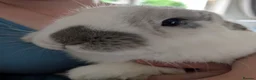 Mixed Breed rabbits for sale: Aries - free to a loving home  in Hertford - Advert 1