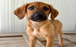 Mixed Breed dogs for adoption: Olive (Hound/Shepherd mix) - Image 16