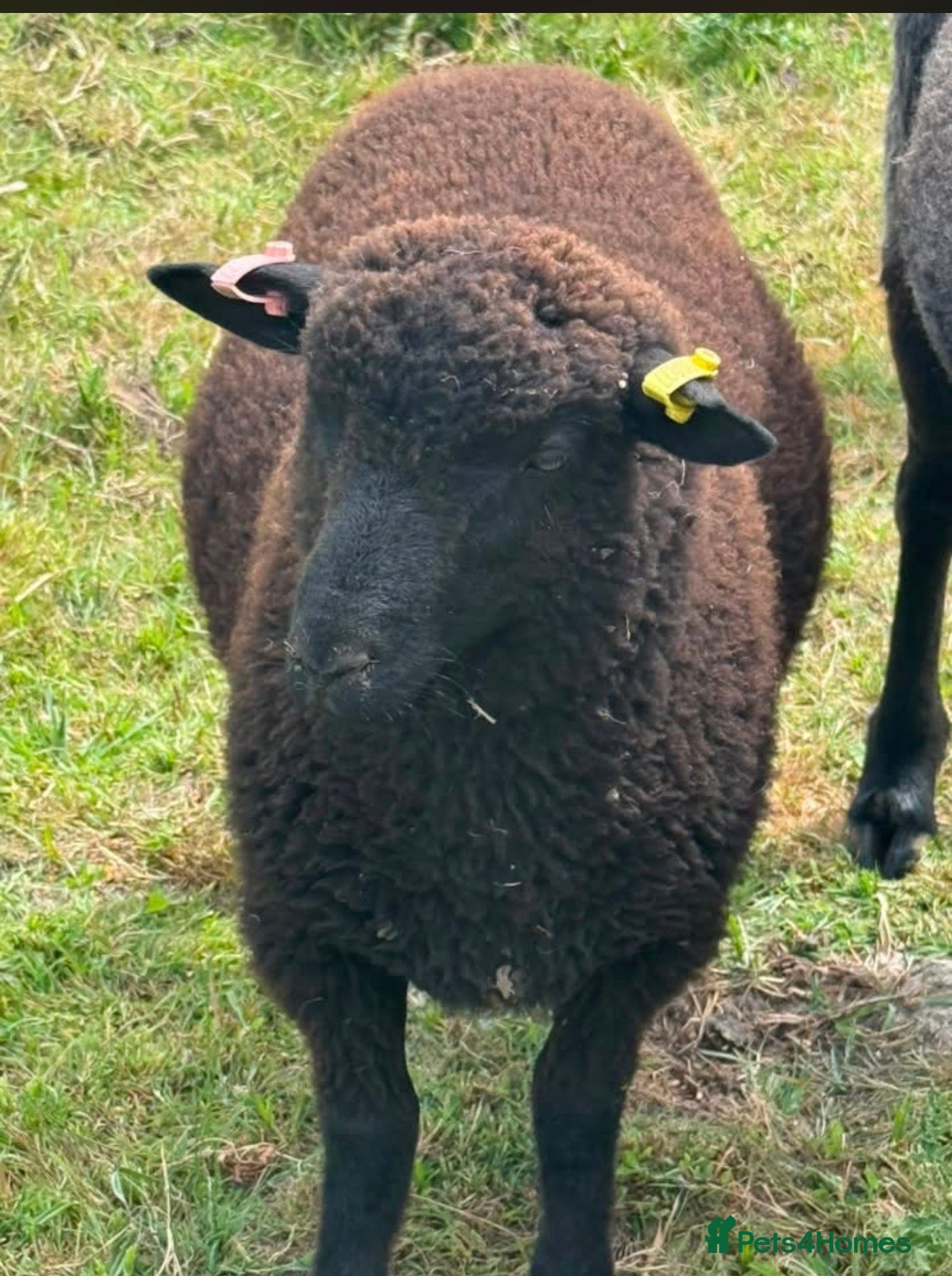 Sheep livestock Twin wether lambs for sale  - Advert 4