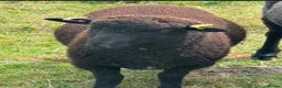 Sheep livestock for sale: Twin wether lambs for sale  in Norwich - Advert 1