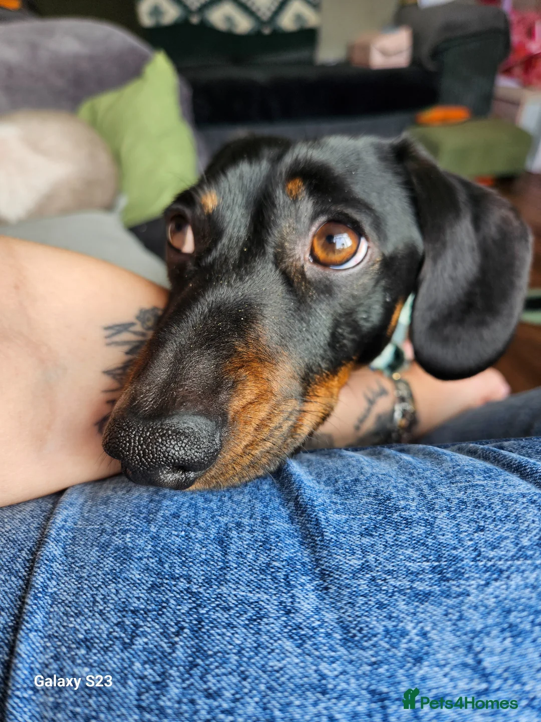 Miniature Dachshund dogs for stud: For stud - Advert 2