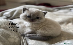 British Shorthair cats for sale: GGCF British shorthair Blue colourpoint kittens  - Image 15