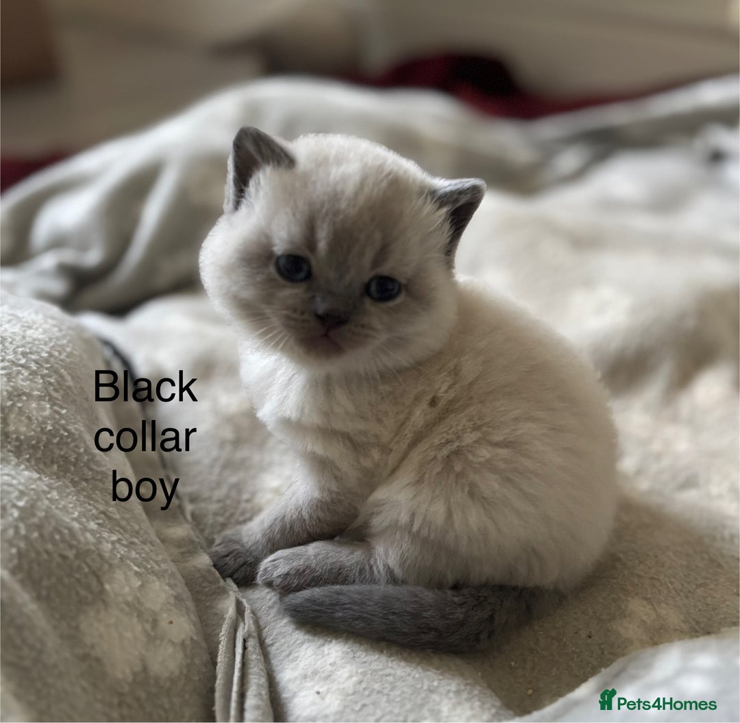 British Shorthair cats for sale: GGCF British shorthair Blue colourpoint kittens  - Image 15